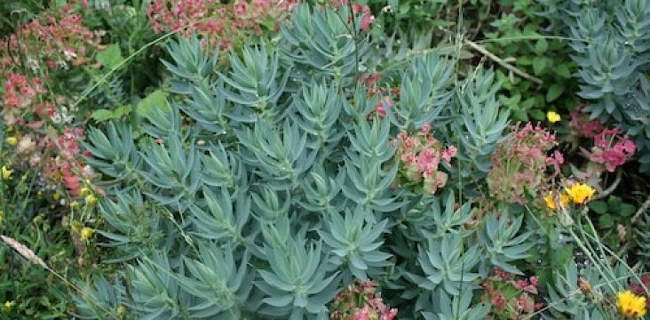 Jardiner l'Atelier refuge avec Stanislas Alaguillaume
